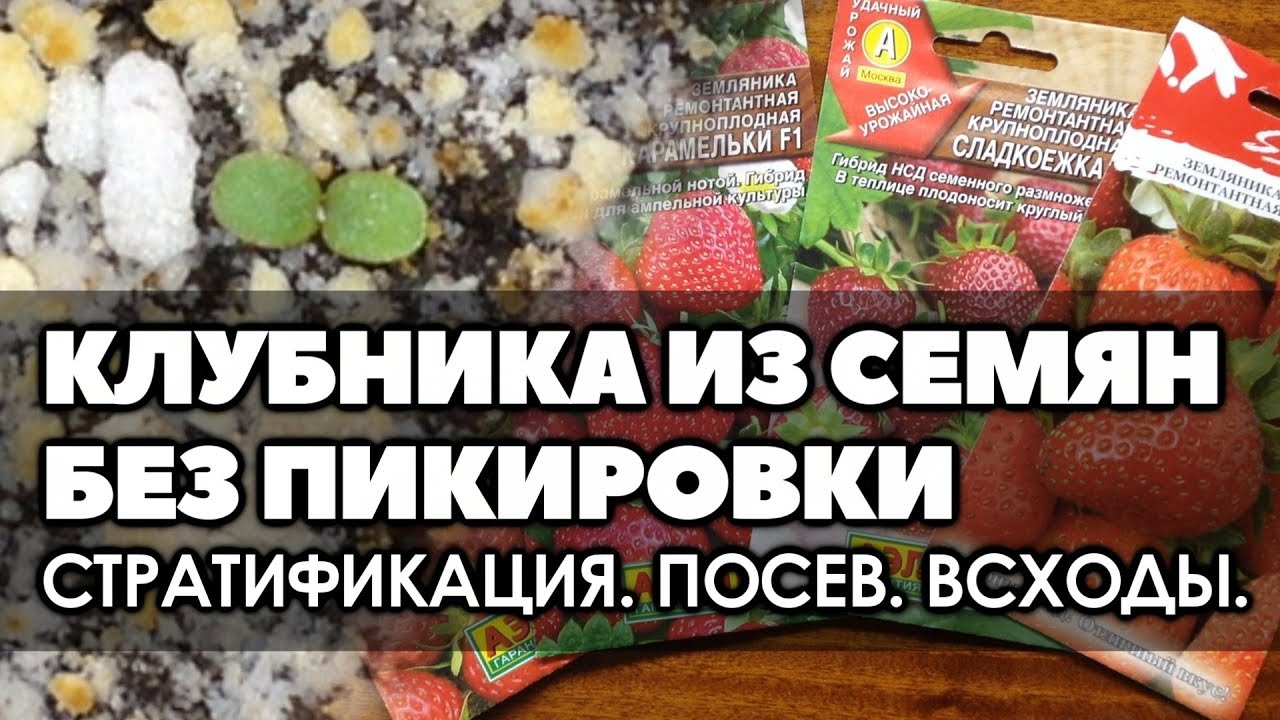 🍓🌱 Клубника из семян без пикировки. Часть 1. Стратификация. Посев. Всходы.