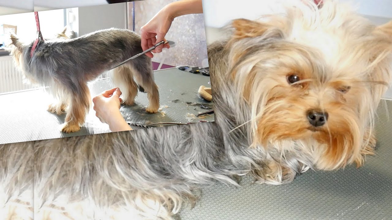 Grooming Guide - Yorkie Summer Cut #65
