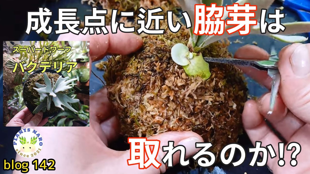 【失敗覚悟】親株の根元ギリギリで成長する子株を取る🌱