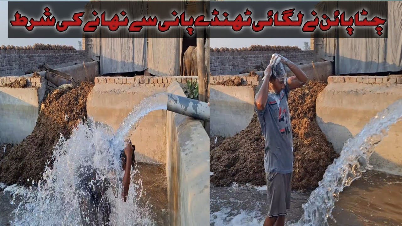 Chitta bhai ny lgai shart| pura kr paya shart ko ya nahi????