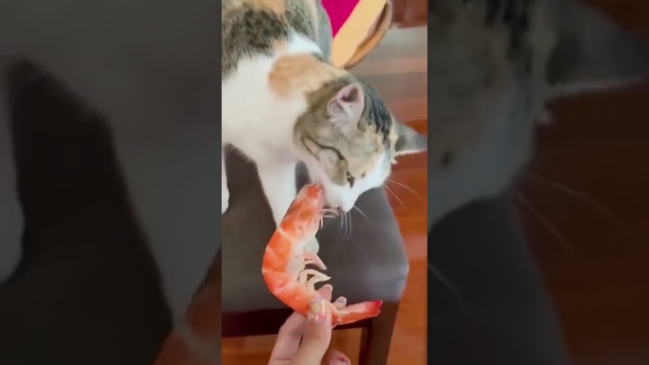 Its dinner time 🐈 #catdinner #cat #funnyvideos