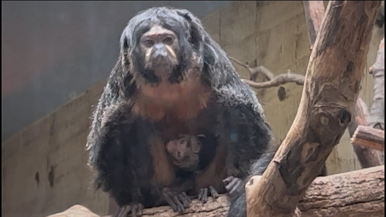 Baby Monkey - White-Faced Saki Monkey #1 #clemetzoo