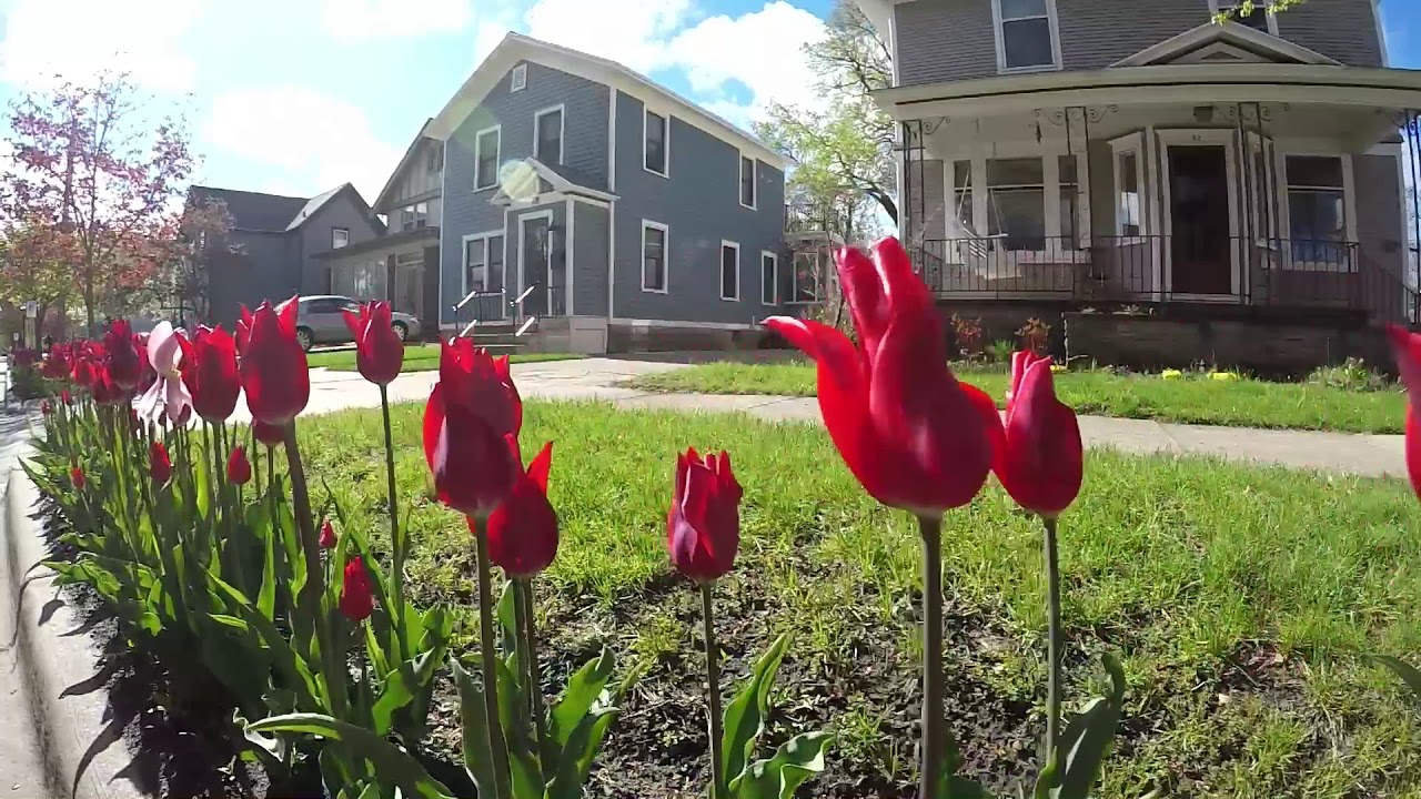 Tulip Lanes in Holland
