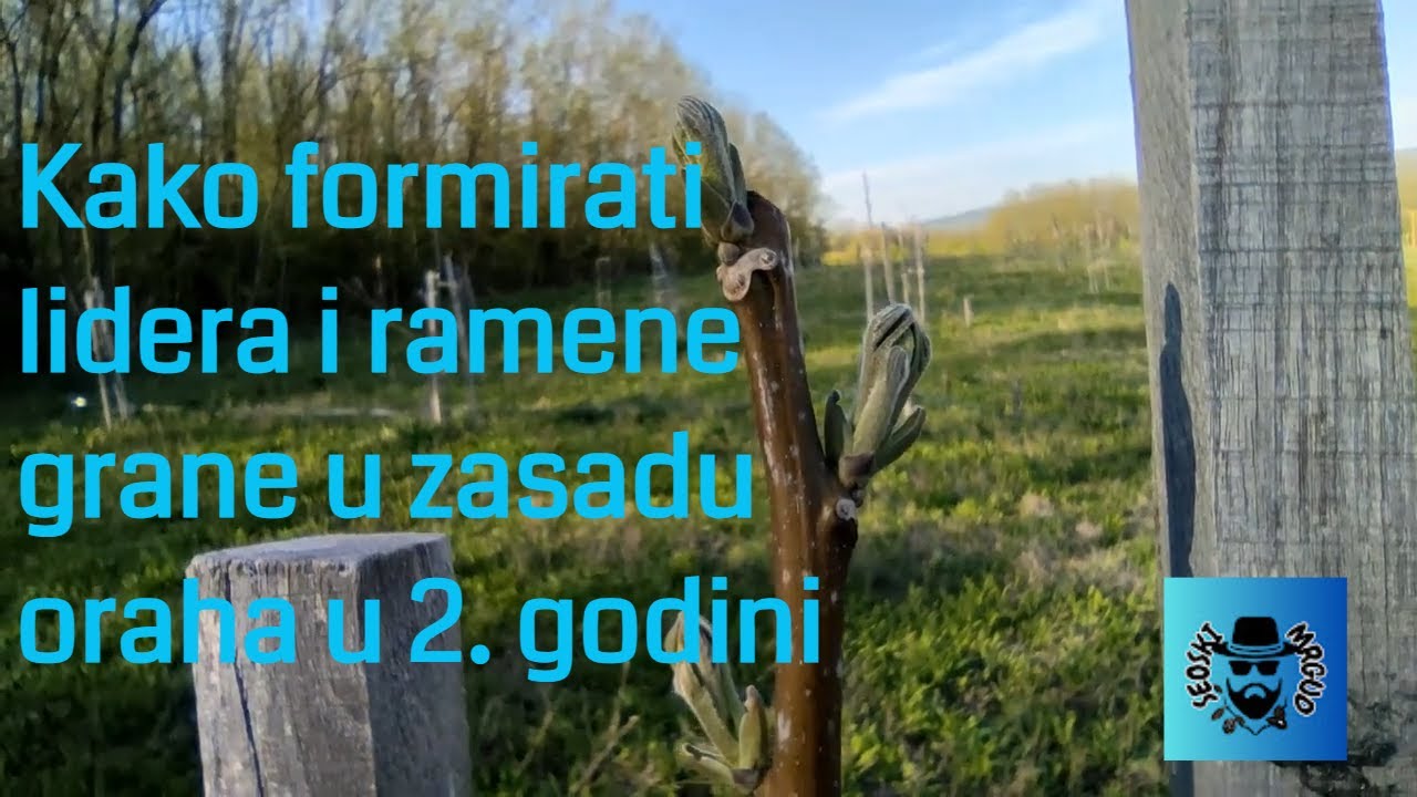 Kako formirati lidera i ramene grane u zasadu oraha u 2. godini