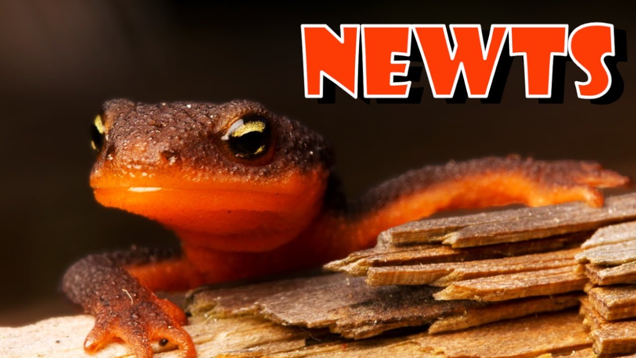 NEWTS: Poisonous salamanders