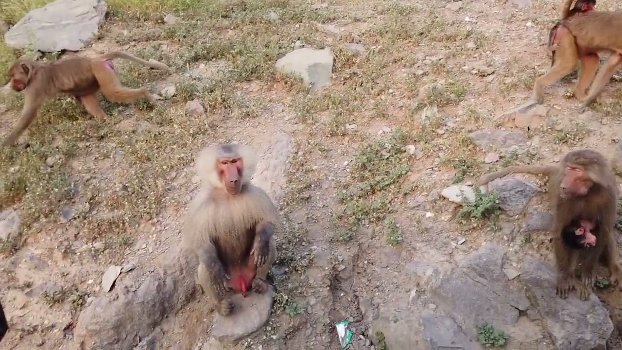 قرد البابون baboon monkey #youtube75animal #baboon2wild  #tiktok75animal  #monkeylife #monkey #wild 