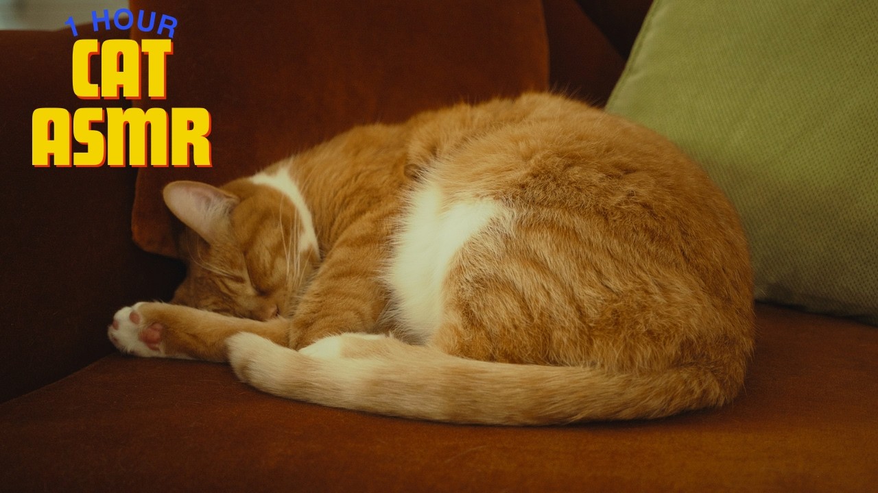 1 Hour ASMR Sleepy Cat Purring