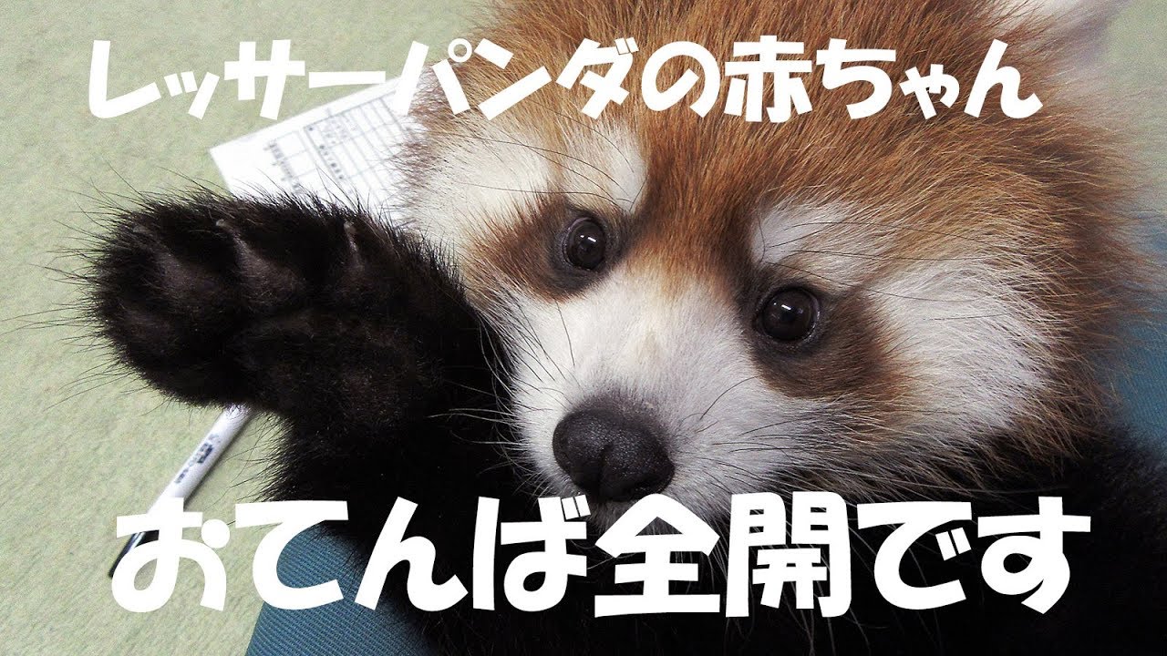 レッサーパンダおてんば全開です