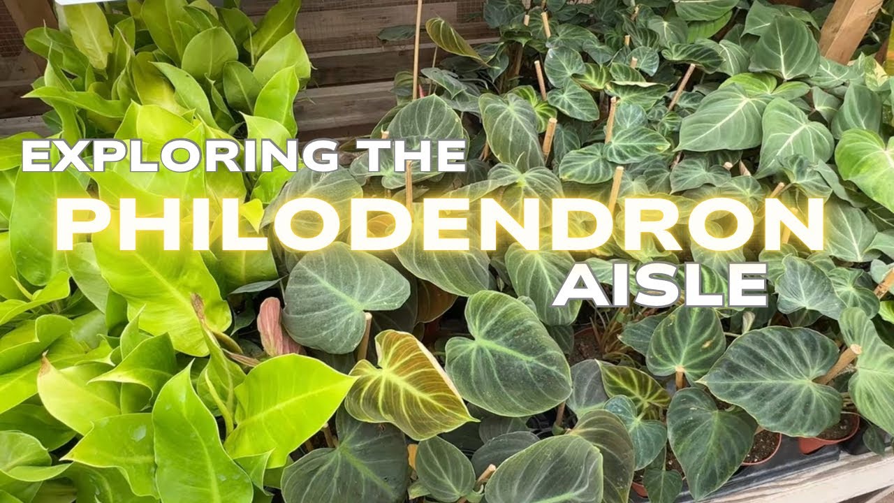Philodendron Plant Aisle || 2025 The Plant Aisles Season 2 Episode 2