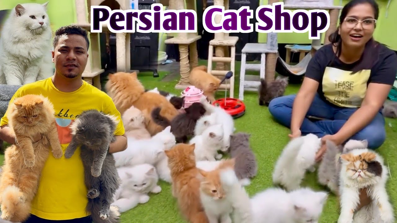 Persian Cat Price in Kolkata. Cat Market in Kolkata. Kolkata Cat Market.