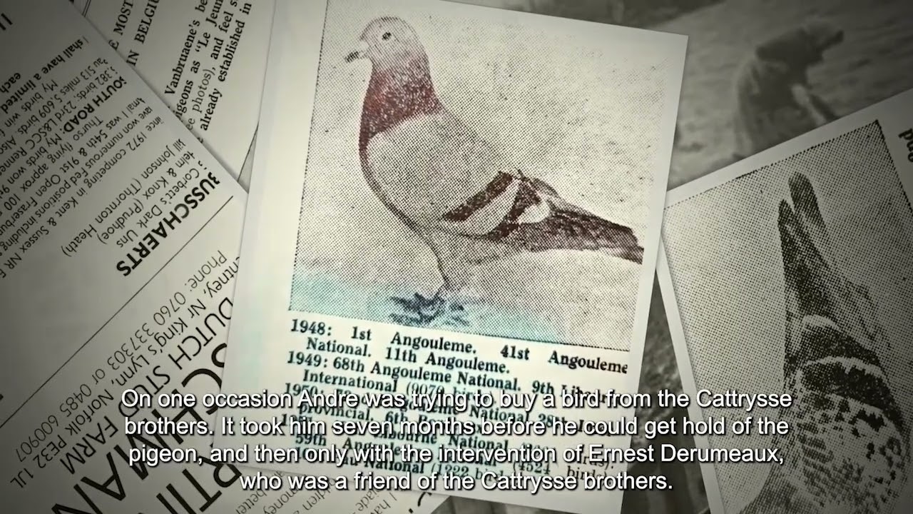The Story of Vanbruaene Pigeons