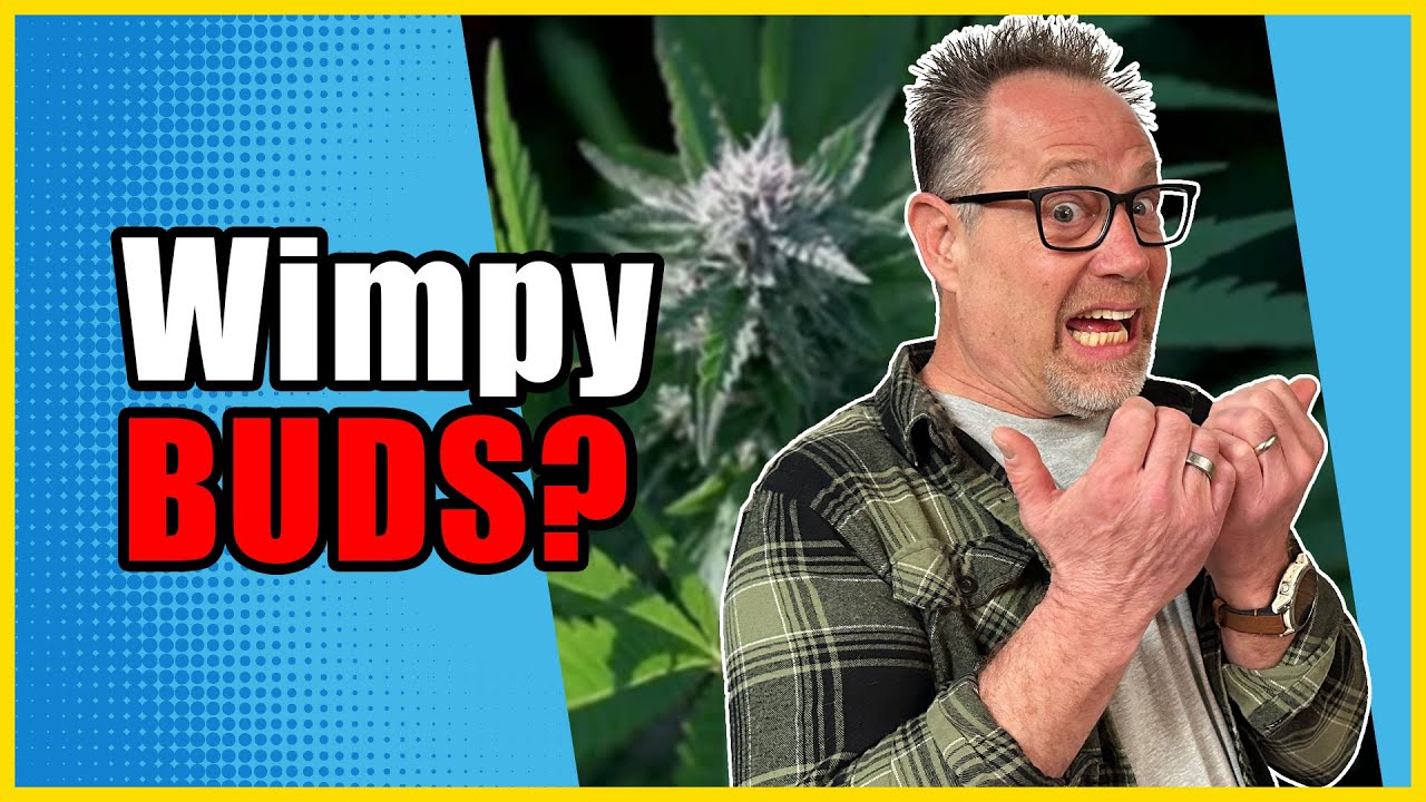 Dialing in My Cannabis Grow Was Hard Until I Discovered THIS