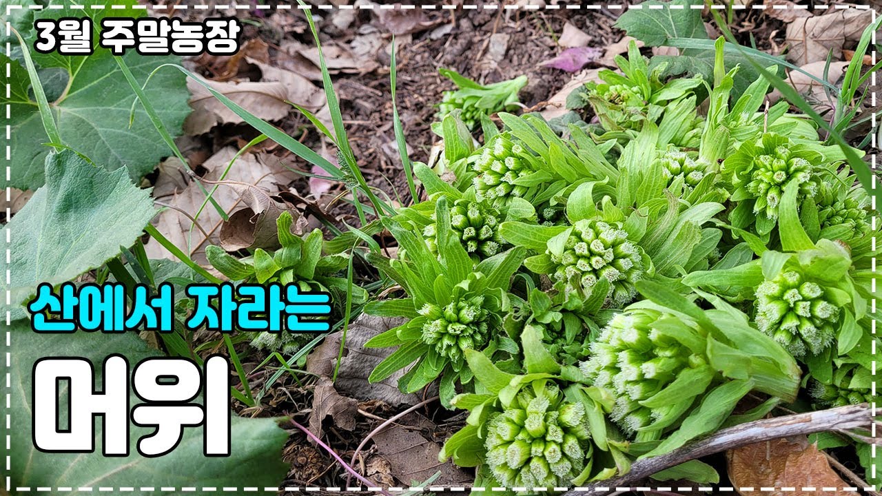 3월 거름도 물도 주지 않고 산에서 키우기_머위꽃된장  #머위 #주말농장 #farming