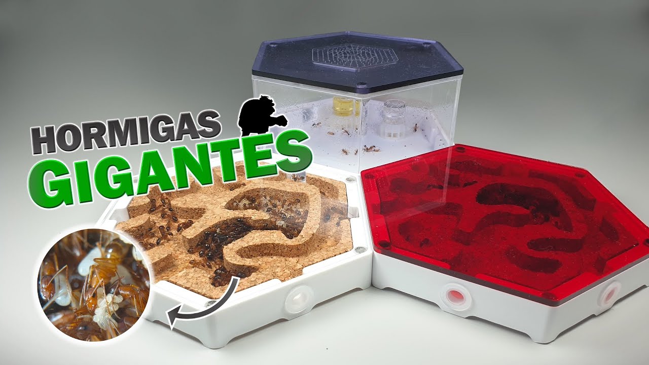 MI NUEVA COLONIA DE HORMIGAS GIGANTES 😲