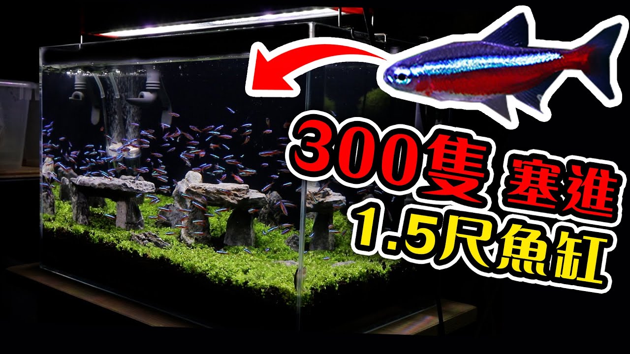 高密度養魚的祕密，讓你小魚缸可以塞下海生館！high density fish farming