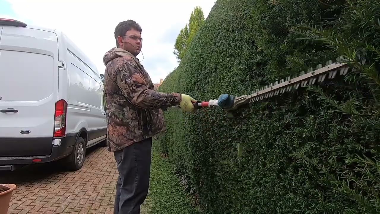 Real time hedge cutting Yew hedge with Makita 18v hedge cutter.