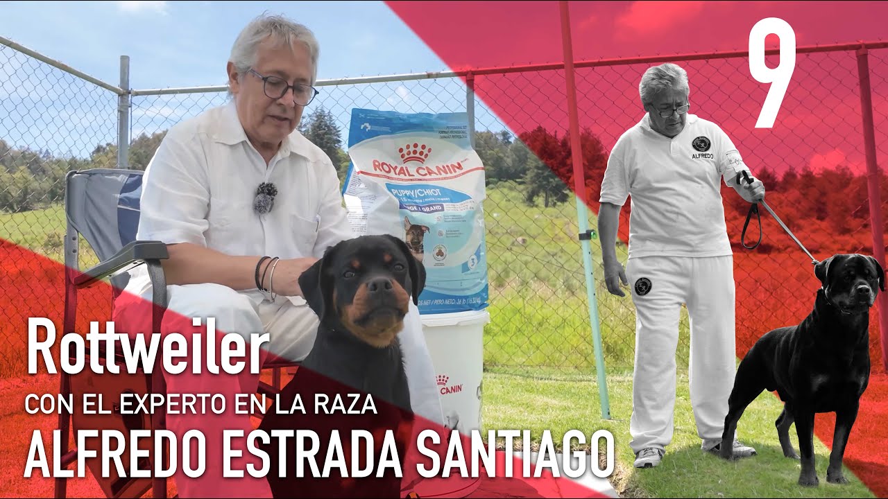 ESTÁNDAR RACIAL I Capítulo 9 ROTTWEILER I Alfredo Estrada Santiago