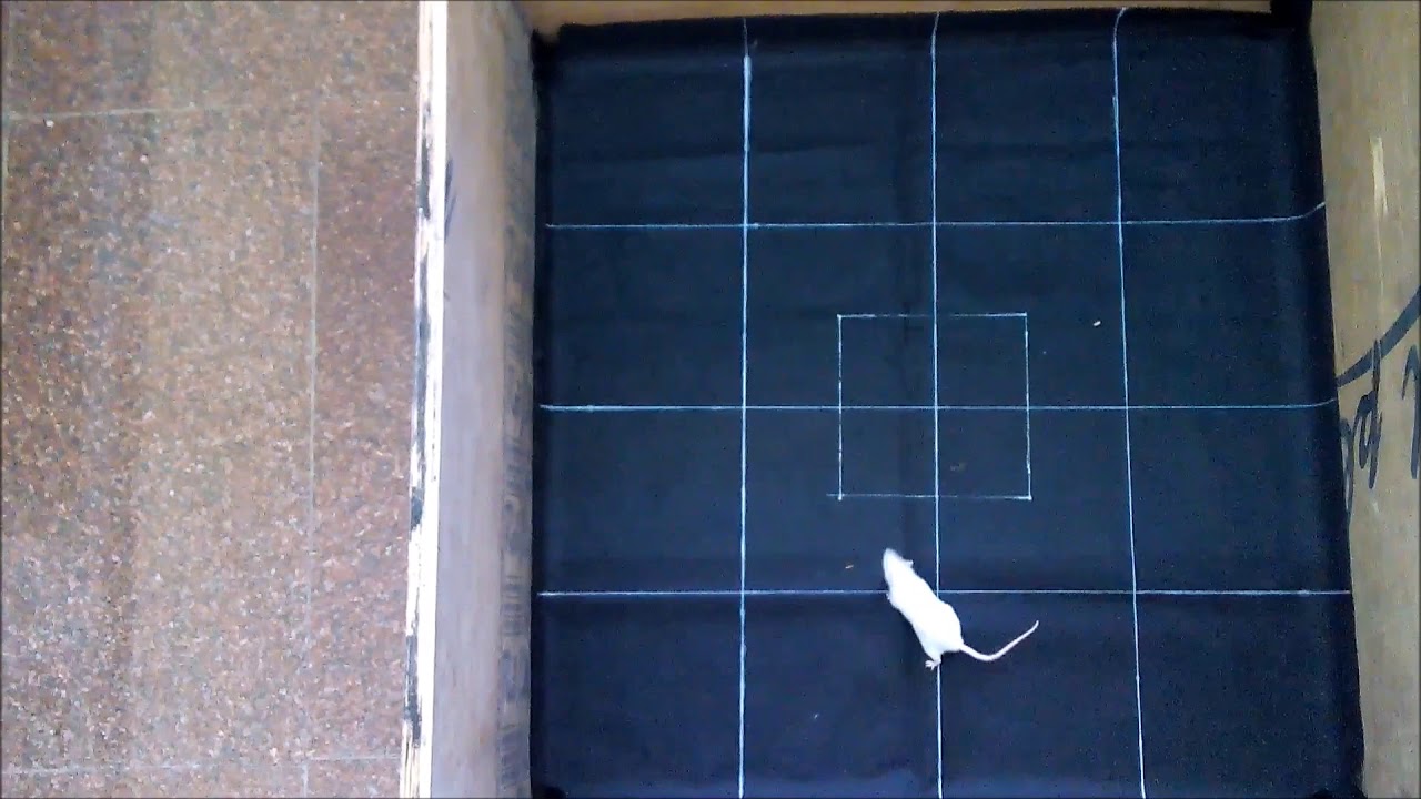 Open Field Test (OFT) I Mouse Locomotor Activity I Mouse Anxiety Behavior