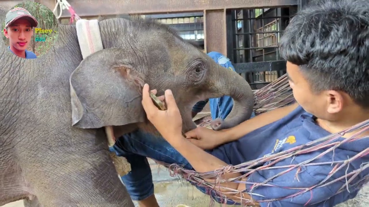 ហ្វេនមកលេងអូនលំផាត់មានទាំងព្រះសង្ឃទៀត, Baby elephant playing with monk