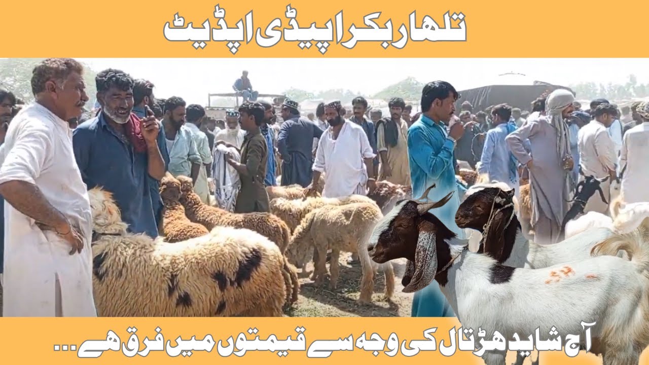 Talhar Bakra Mandi 26 April 2025 Update | Bakra Eid 2025 | Best Bakra Collection in Sindh