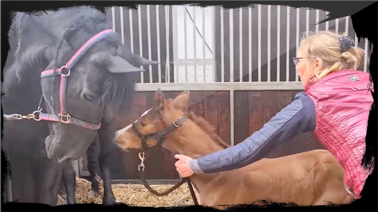 Mama horse who lost baby melts 26M hearts after &lsquo;adopting&rsquo; orphaned foal