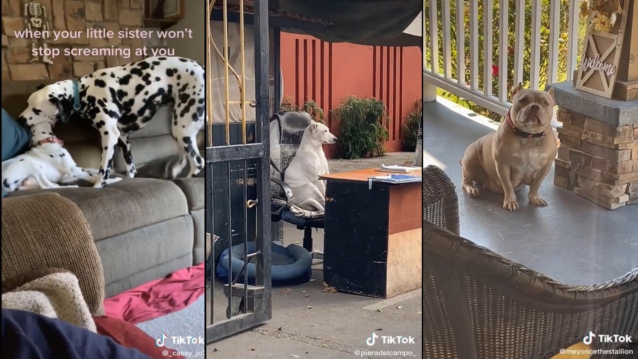 When your dog has had enough