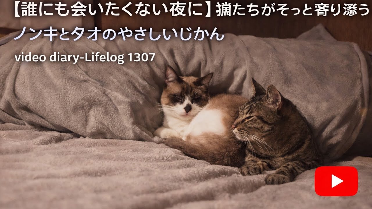 【誰にも会いたくない夜に】猫たちがそっと寄り添う　ノンキとタオのやさしいじかん video diary-Lifelog 1307