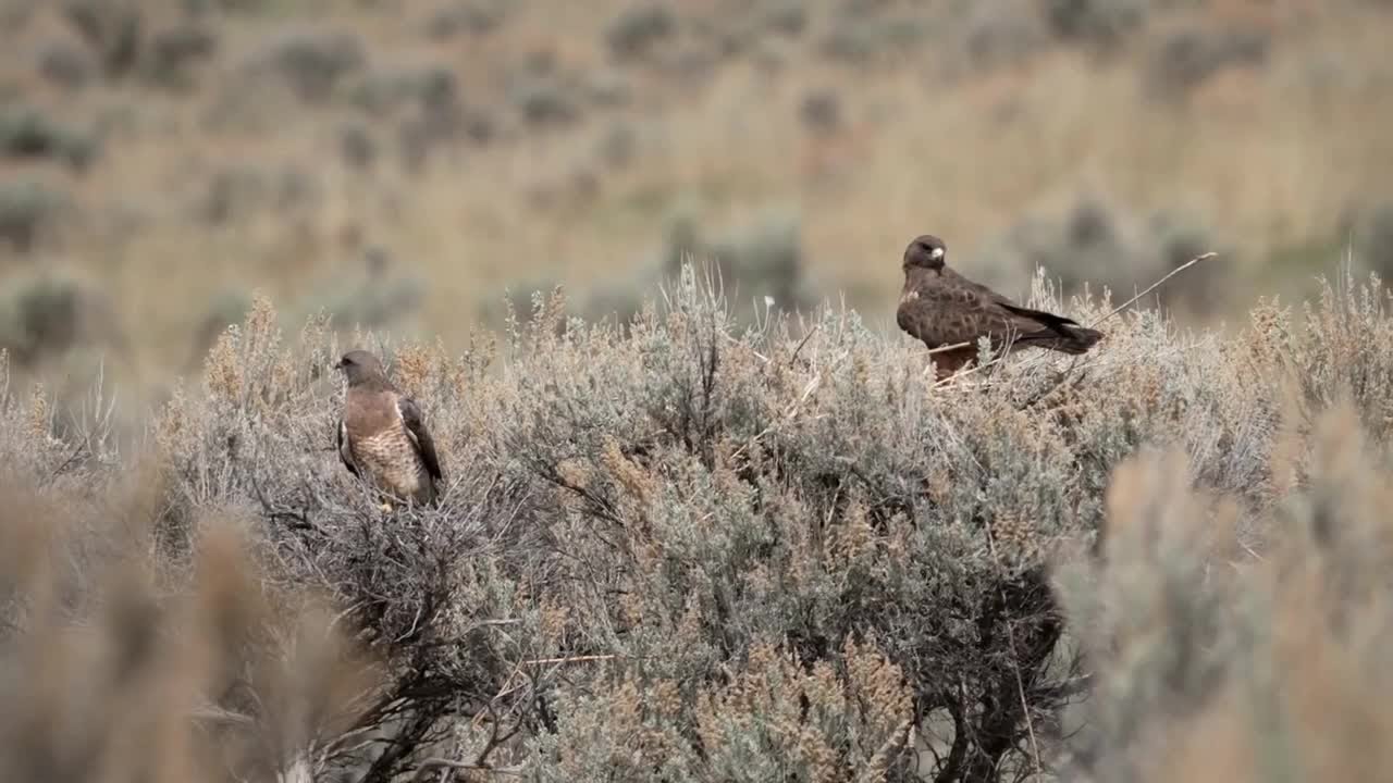 Warm weather affecting bird migration