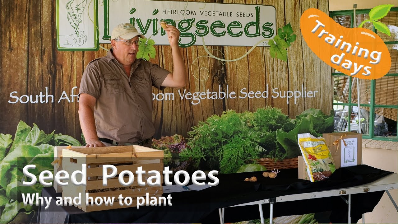 Abundant Potato Harvests