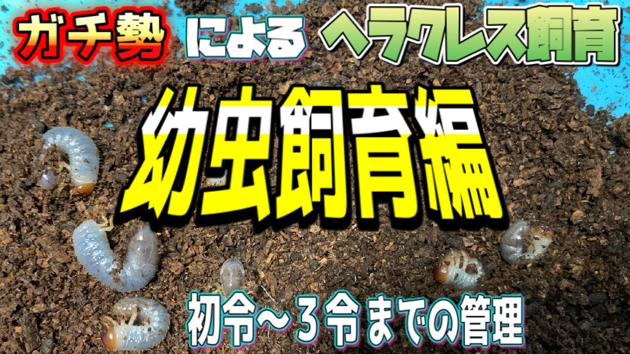 【シリーズ第五弾】幼虫飼育編　デカイ成虫目指して幼虫を大きくしよう！