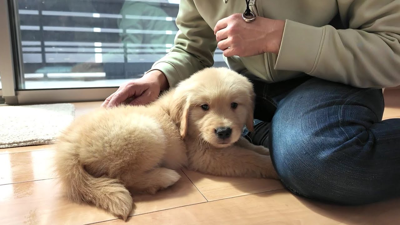 家に来て最初に教える事は？犬が覚醒する１番重要な事。【Golden Retriever japan】