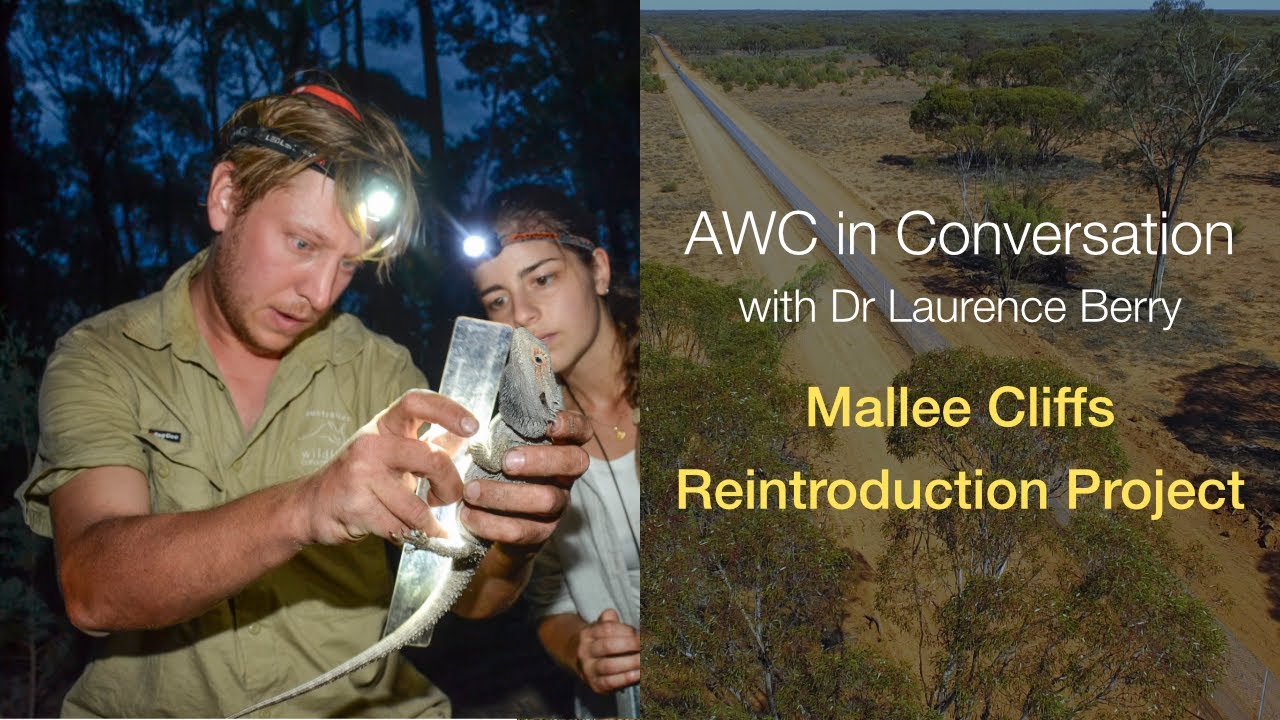 AWC in Conversation with Dr Laurence Berry: Mallee Cliffs reintroductions (S1E10)