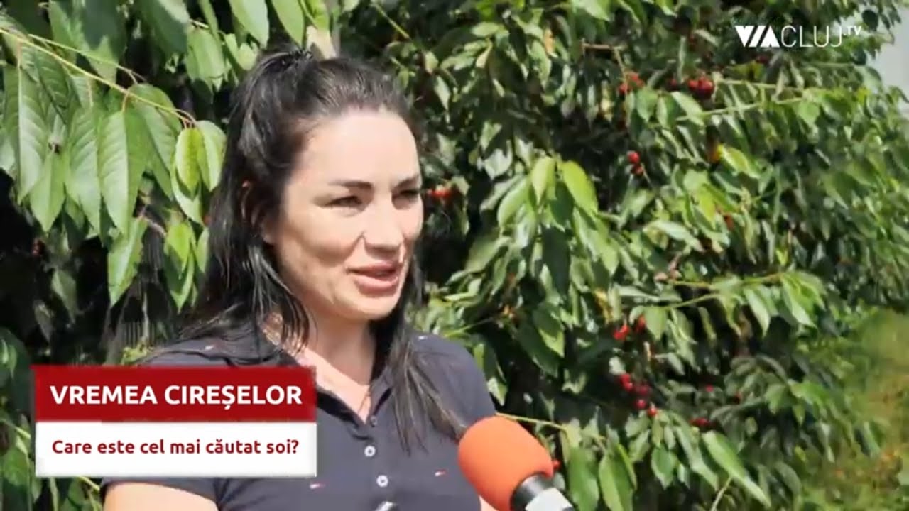 A venit vremea cireșelor - care este cel mai căutat soi de pe piață?