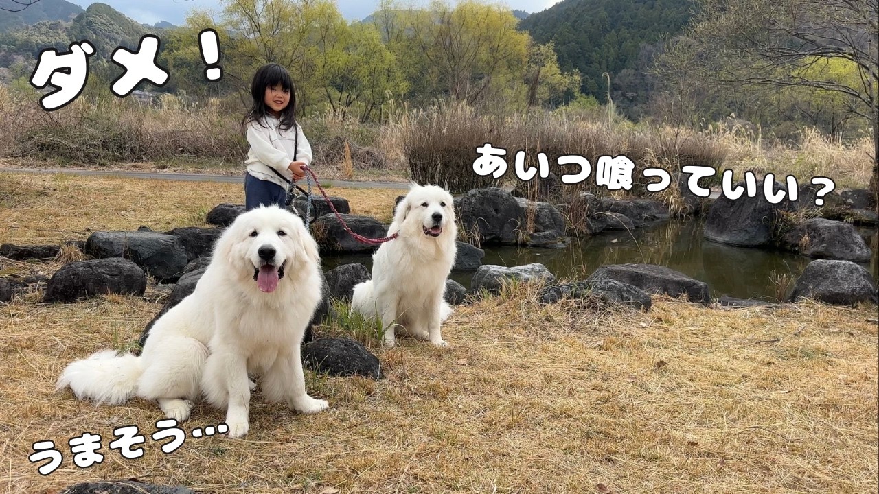 【まさか&hellip;】白い巨大犬を２頭引き連れる３歳児がまるでもののけ姫のようでした♪｜グレートピレニーズ&オールドイングリッシュシープドッグ&トイプードル