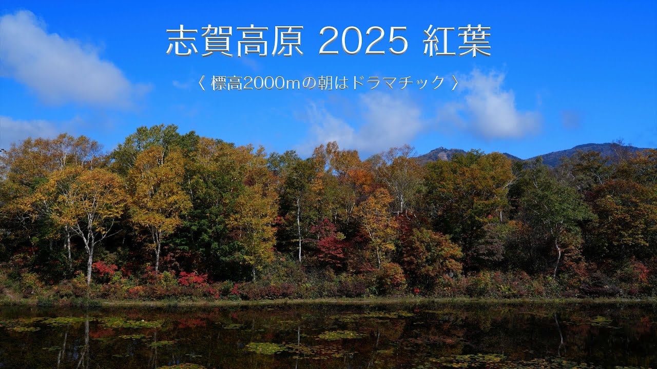 志賀高原 2025 紅葉〈 標高2000mの朝はドラマチック 〉