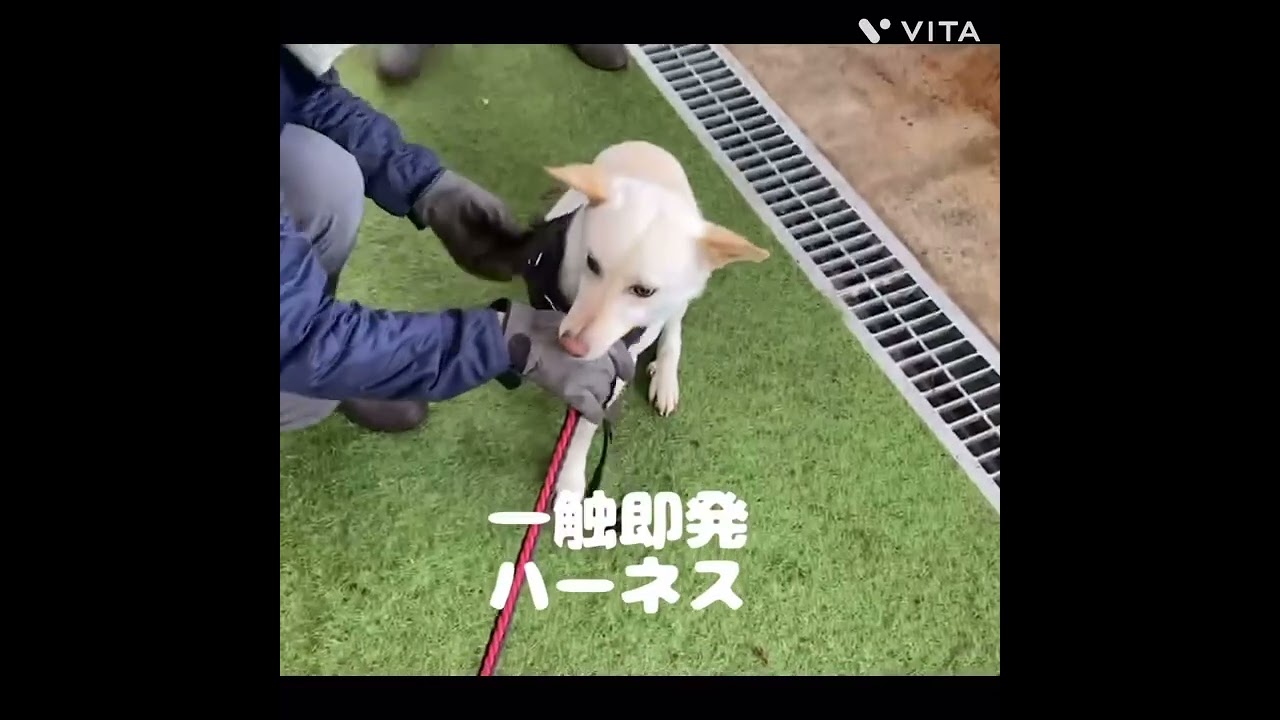 【保護犬】リーダーくんとの歩み奮闘記録　#ZOOねるパーク　#岡山市保健所　#岡山市　#保護犬　#野犬　#野良犬　#人馴れ訓練　#譲渡希望者募集