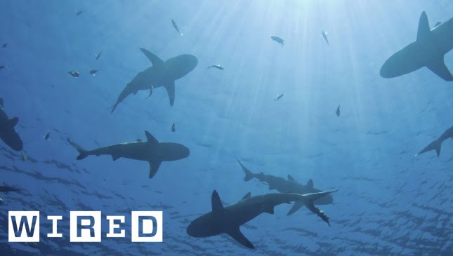 Using Shark Skin to Fight Against Bacteria | Think Like a Tree