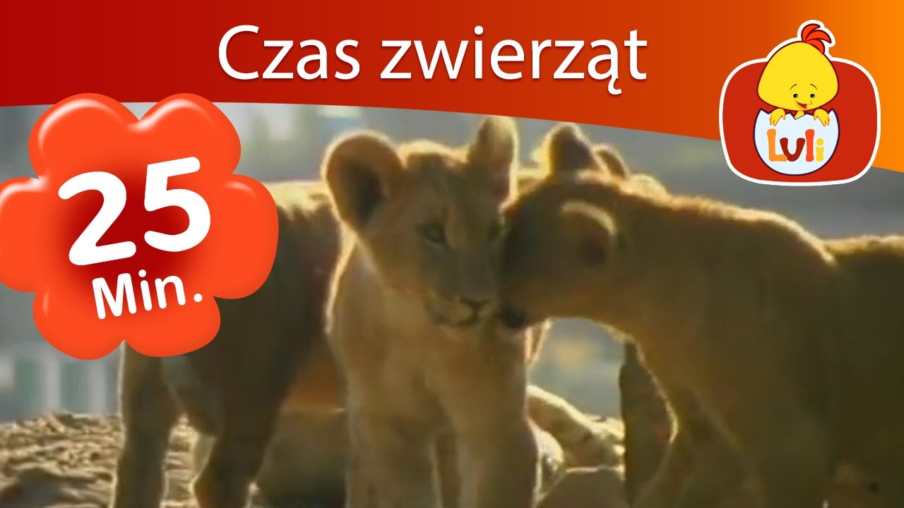 Czas zwierząt: Specjalny Odcinek Specjalny | Cartoon in Polish - Luli TV - Videos for babies