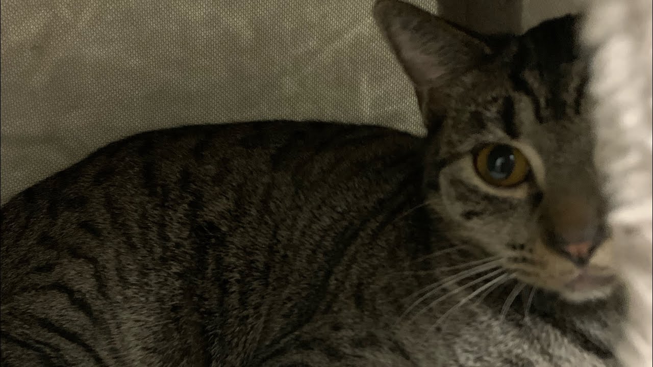 9 🐈s in 30 Seconds—Who 🏅?! #shortsfeed #subscribe #tamilcomedy #seedance2 #grammys2026 #catvideos 