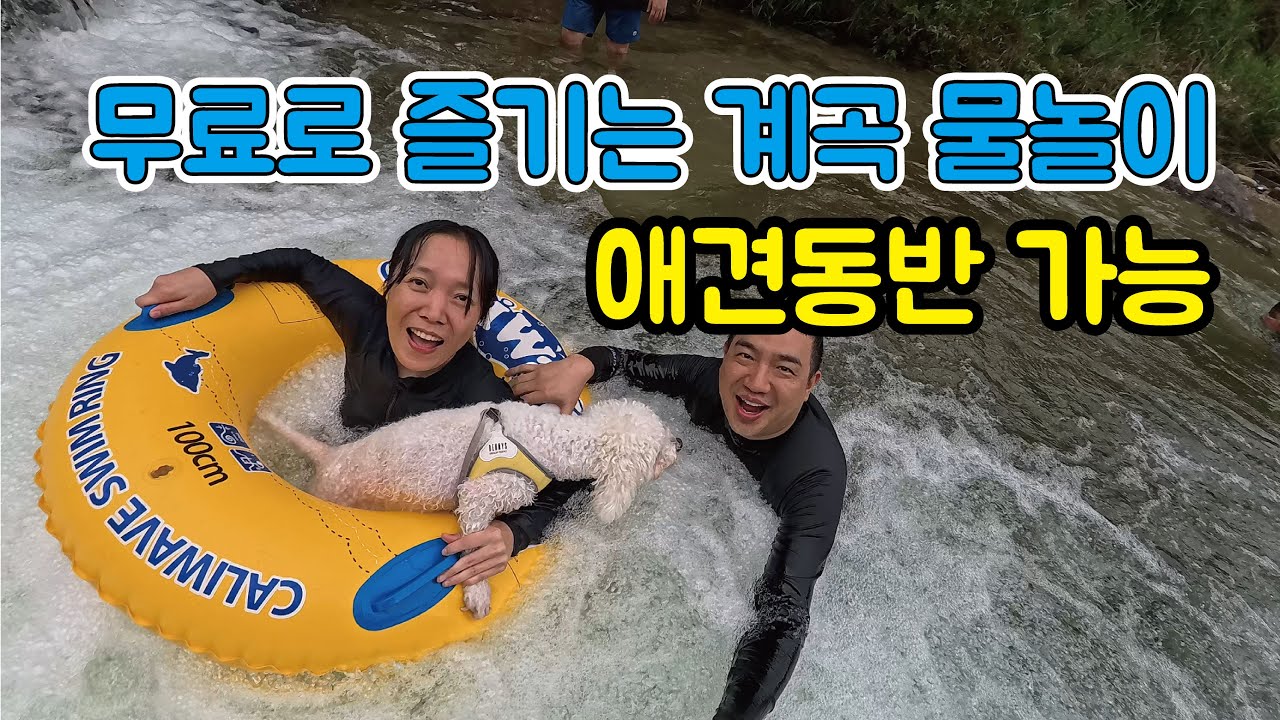 무료로 즐기는  계곡 애견동반 물놀이 / 서울에서 1시간