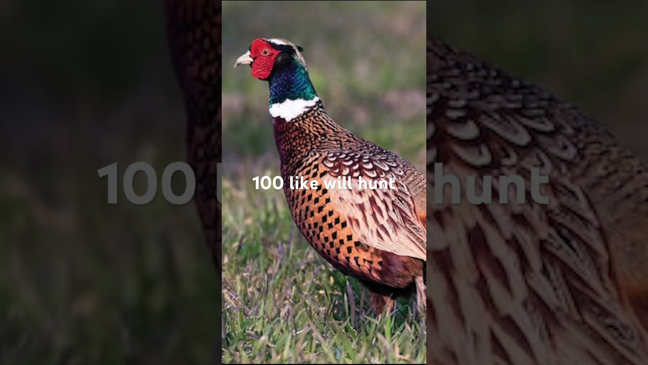 100 Likes will hunt pheasant