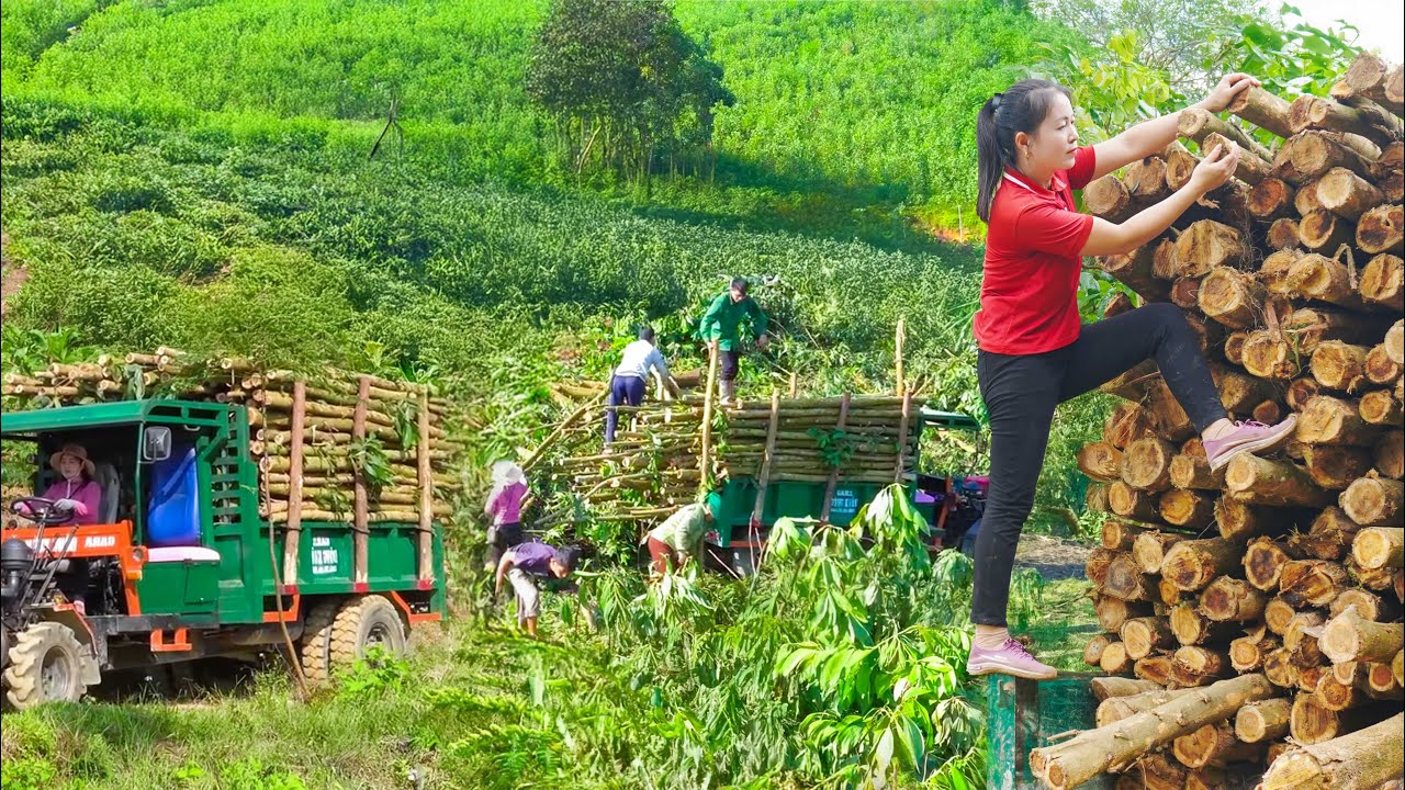 REWIND TIMELAPSE – Buying Wood from Hill Villagers and Transporting It by Truck to Sell to Traders