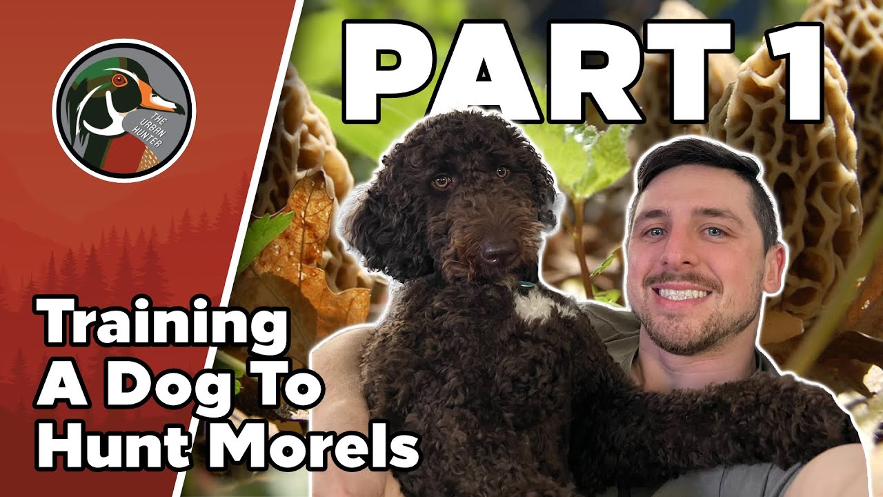 Training my Dog to Hunt Morel Mushrooms 🍄 Pt. 1/3