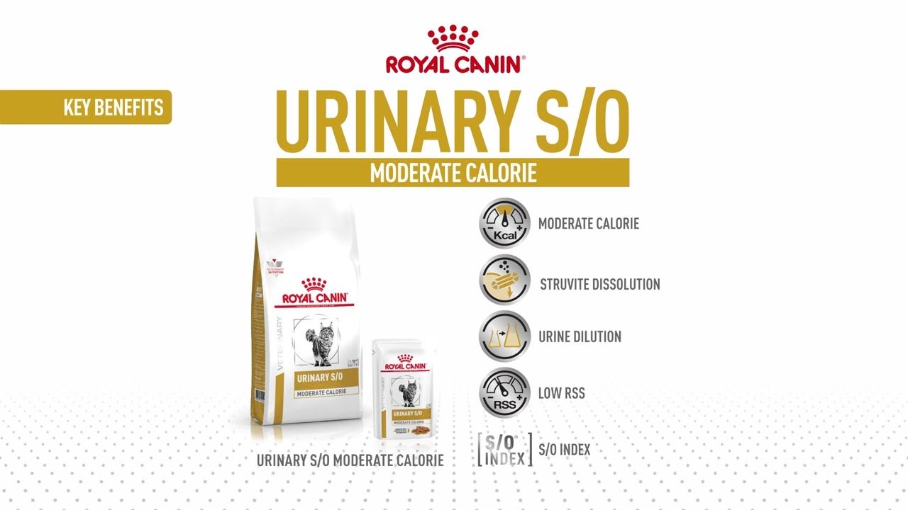 Why Urinary care shouldn&rsquo;t disappear with the symptoms: Discover ROYAL CANIN&reg; Urinary S/O for cats.