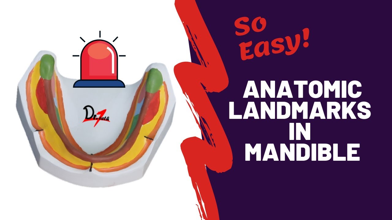 Anatomic landmarks in the mandible (NEW)