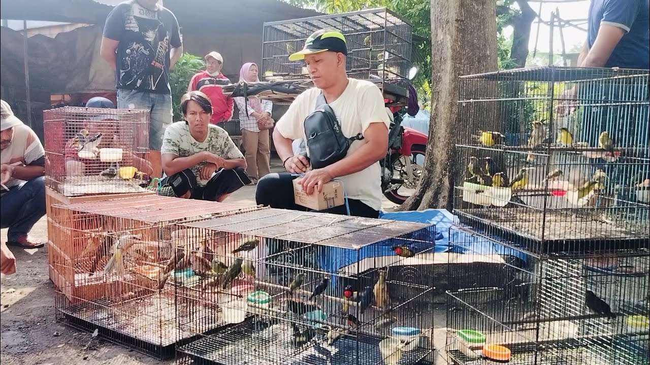 Suasana pagi pasar burung Porong Sidoarjo banyak penjual burung dari luar kota