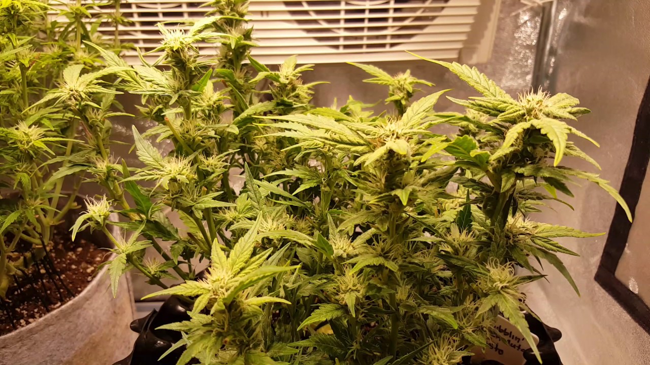 Green 75's..Day 44 update.. Auto Sour Bubblin' Crack by Mephisto Genetics