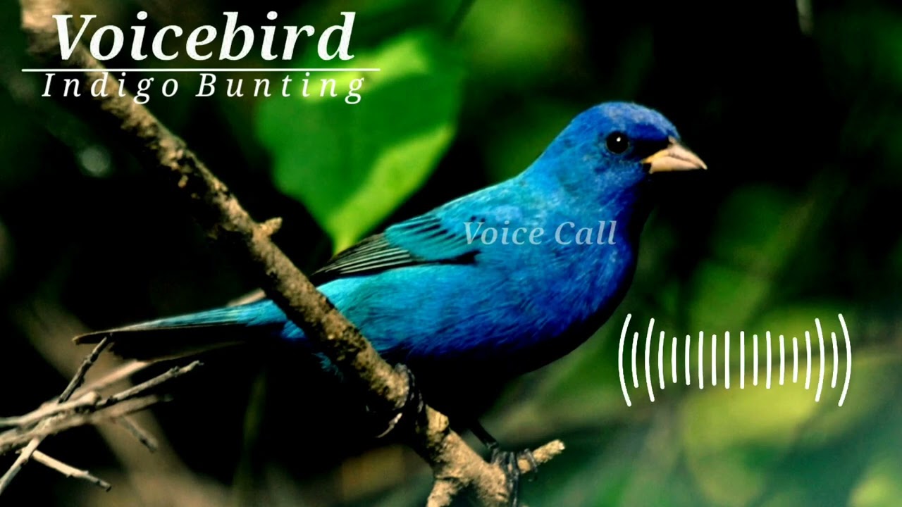 Indigo bunting sound | call