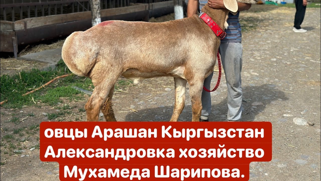 овцы Арашан Кыргызстан Александровка хозяйство Мухамеда Шарипова.🇰🇬🤝🇺🇿🥇
