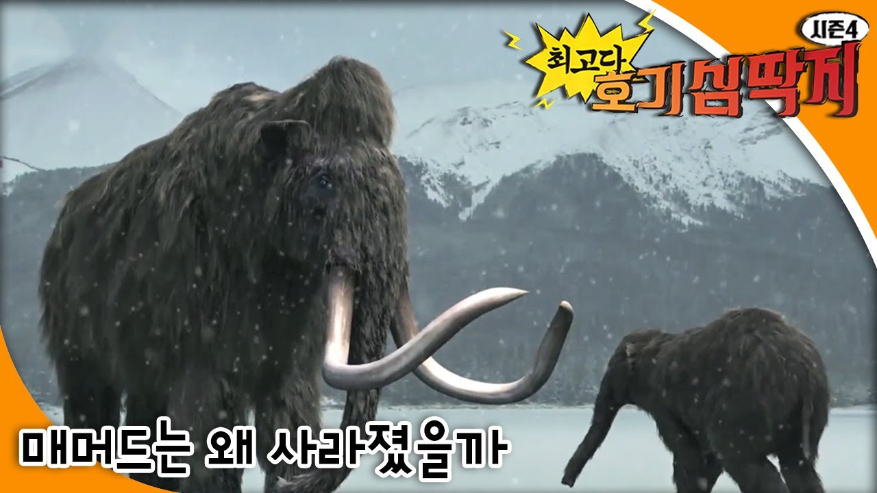 최고다! 호기심딱지 시즌4 - 매머드는 왜 사라졌을까